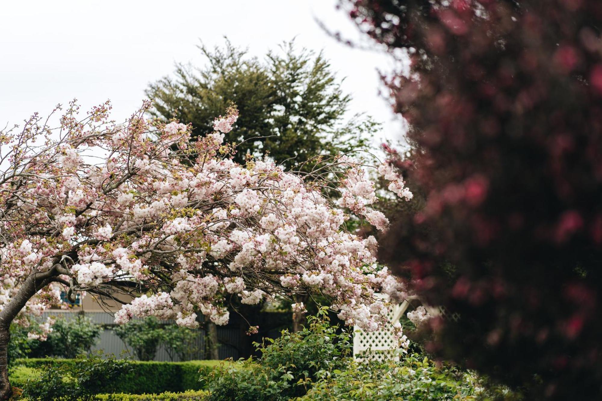 Brackenridge Country Retreat & Spa Martinborough Eksteriør billede